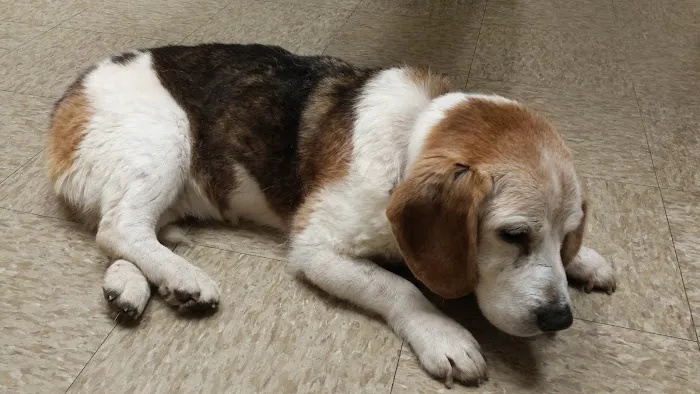 Highlands Animal Health Picture 1