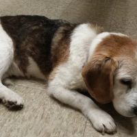 Highlands Animal Health ico