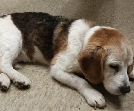 Highlands Animal Health