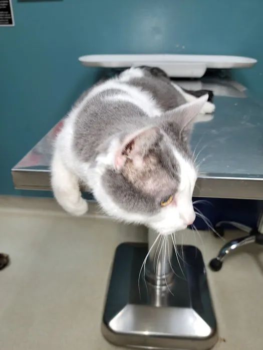 Belmont Veterinary Center Picture 3