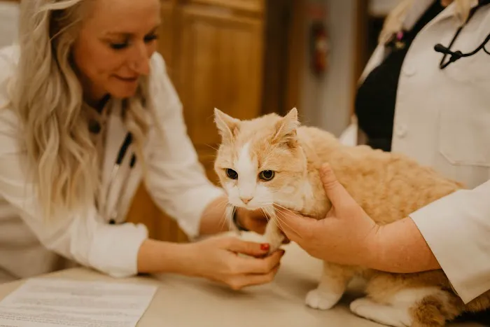 Belmont Veterinary Center Picture 6