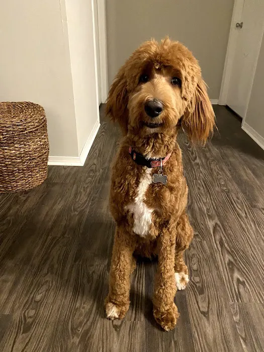 Belmont Veterinary Center Picture 8