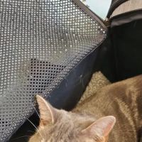 Animal Care Clinic ico