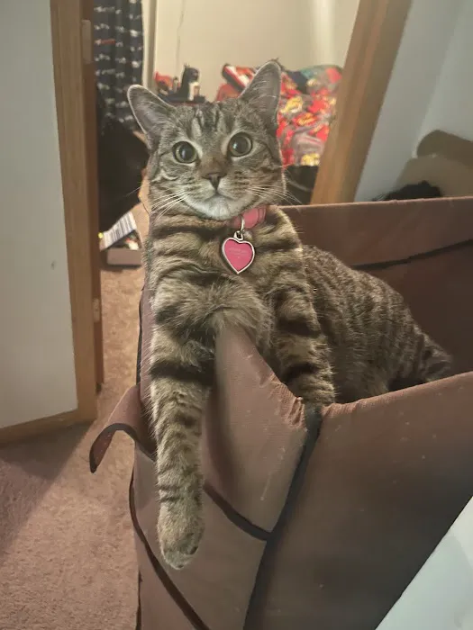 Capitol Animal Clinic PC Picture 3