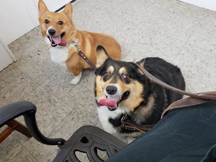 Capitol Animal Clinic PC Picture 4