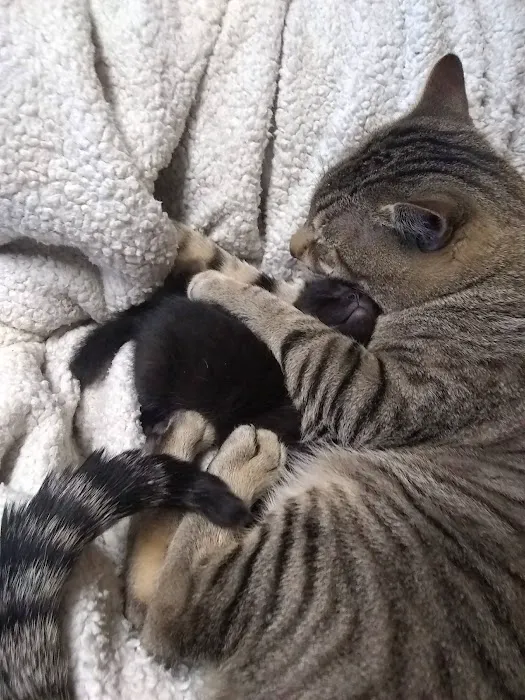 Capitol Animal Clinic PC Picture 5