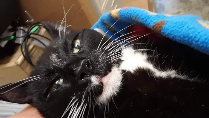 Capitol Animal Clinic PC Picture 7