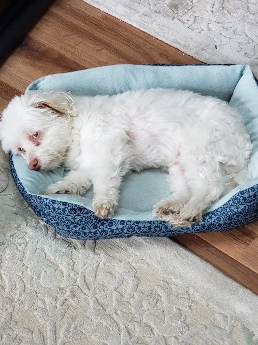 Capitol Animal Clinic PC Picture 9