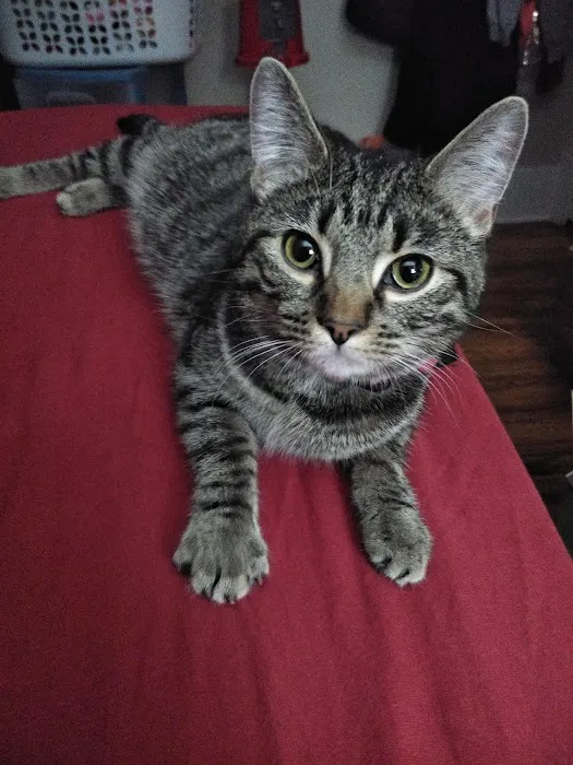 Capitol Animal Clinic PC Picture 10