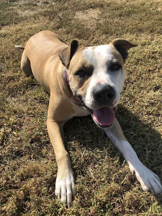 Clock Tower Animal Clinic Picture 2