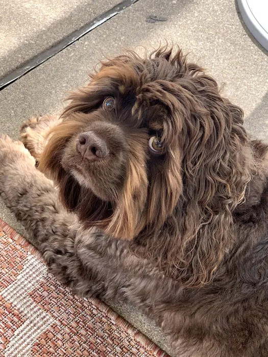 Clock Tower Animal Clinic Picture 1