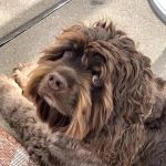 Clock Tower Animal Clinic