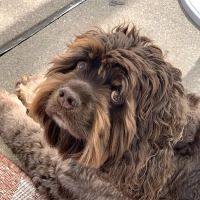 Clock Tower Animal Clinic ico