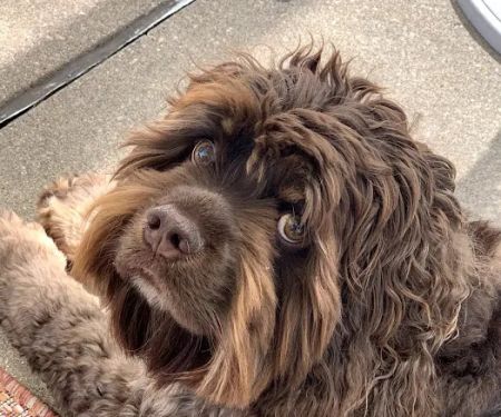 Clock Tower Animal Clinic