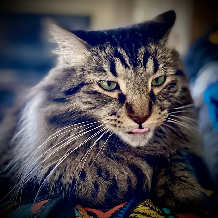 Clock Tower Animal Clinic Picture 5