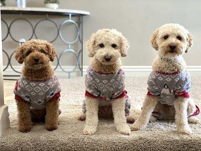 Clock Tower Animal Clinic Picture 4