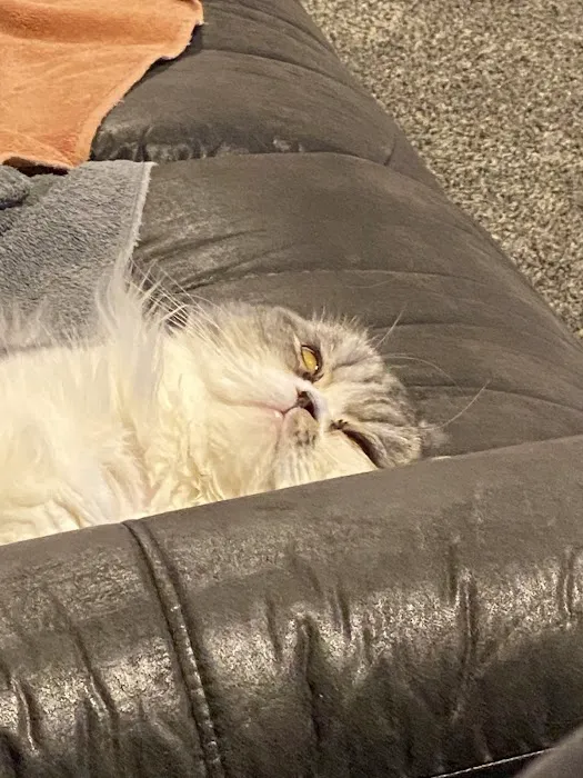 Clock Tower Animal Clinic Picture 8