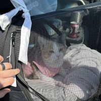 Stransky Veterinary Center ico