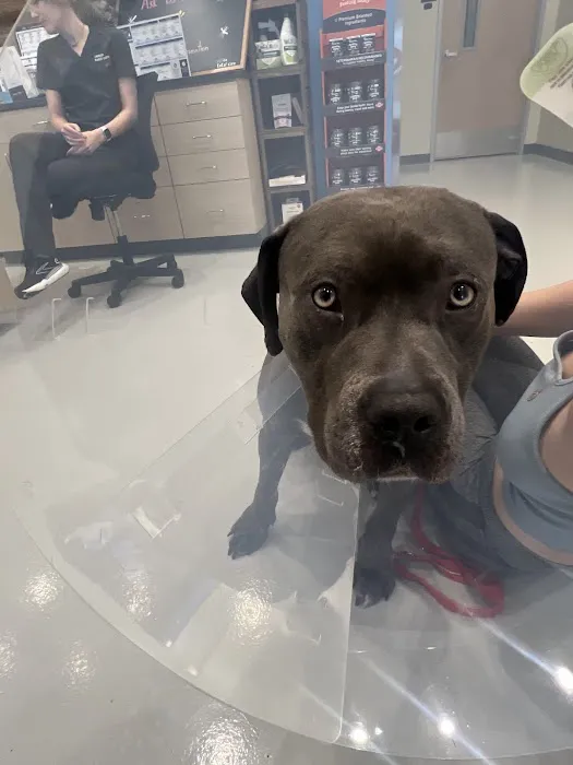 Vetco Total Care Animal Hospital Picture 4