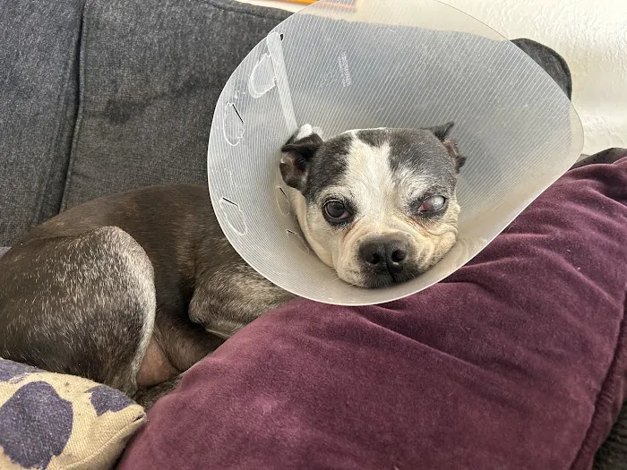 Vetco Total Care Animal Hospital Picture 1