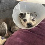 Vetco Total Care Animal Hospital