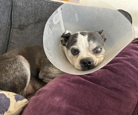 Vetco Total Care Animal Hospital