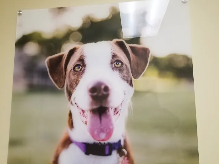 Vetco Total Care Animal Hospital Picture 7