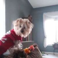 Smith Rebecca S DVM ico