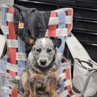 Wisner Countryside Vet Clinic ico