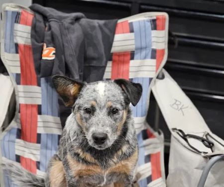 Wisner Countryside Vet Clinic