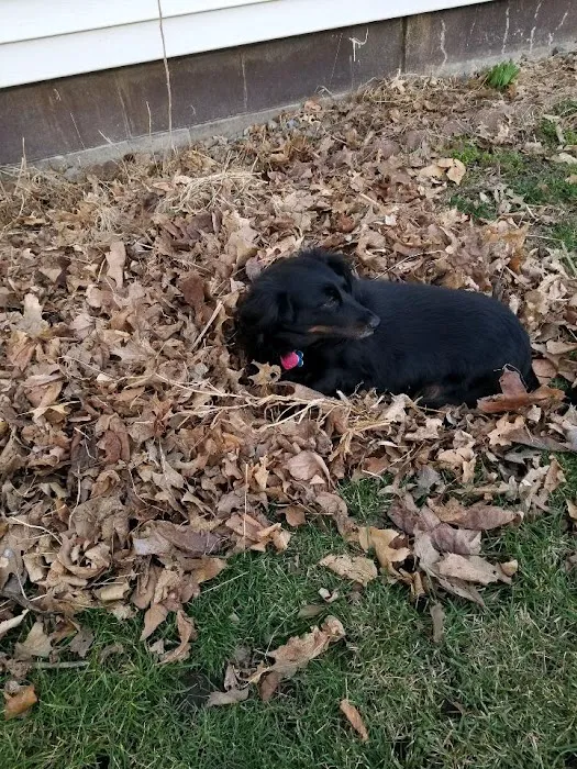 Nebraska Veterinary Services Picture 4