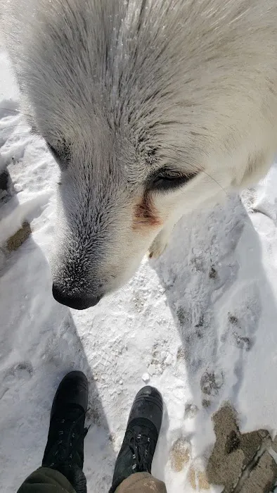Nebraska Veterinary Services Picture 8