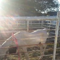 Laurel Veterinary Clinic ico