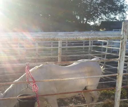 Laurel Veterinary Clinic