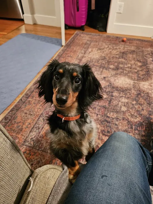 Dells Veterinary Services Picture 1