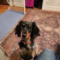 Dells Veterinary Services ico