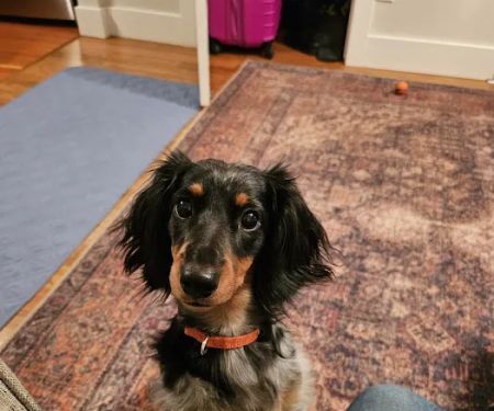 Dells Veterinary Services