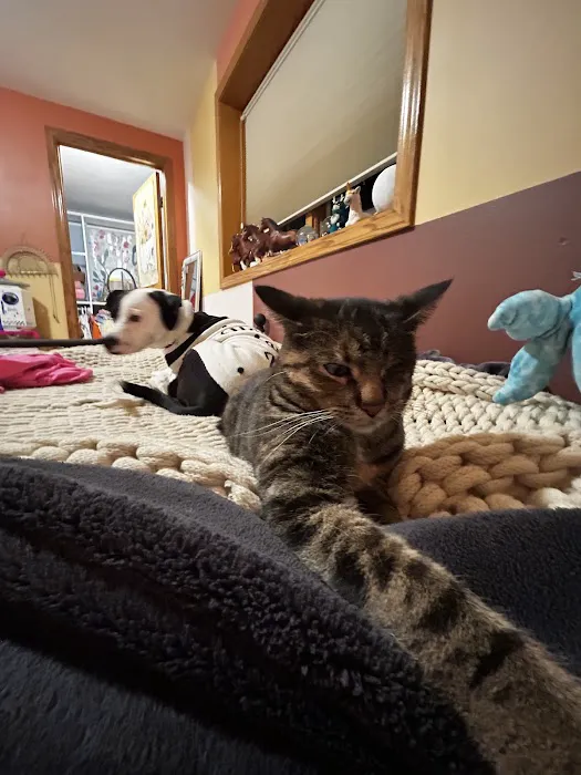 Dells Veterinary Services Picture 2