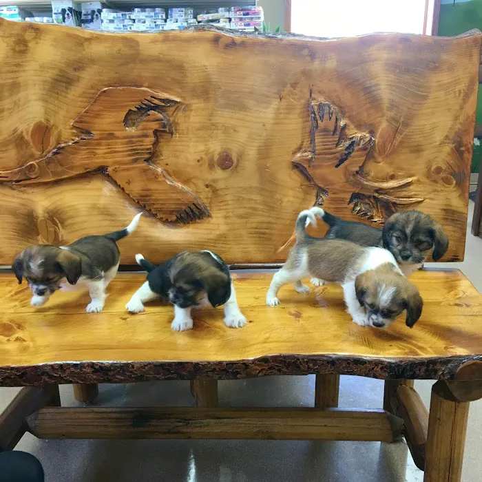 Dells Veterinary Services Picture 3