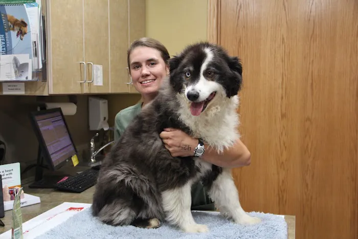 Dells Veterinary Services Picture 5