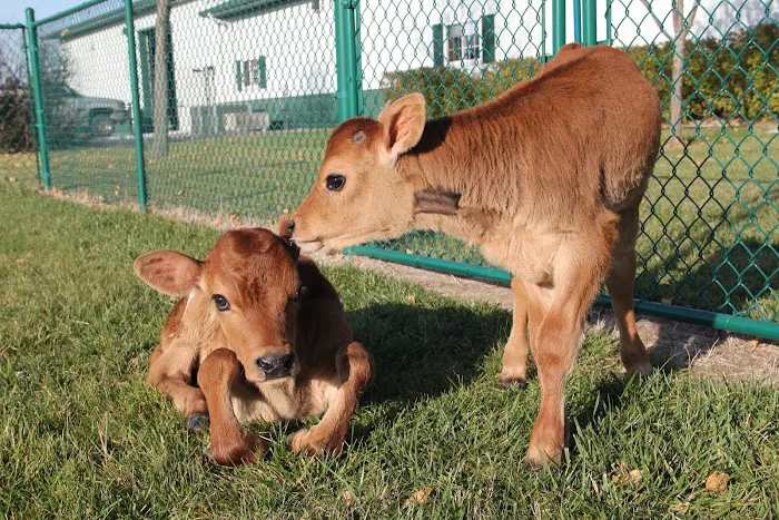 Dells Veterinary Services Picture 4