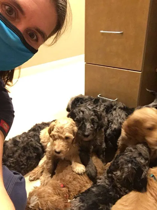 Dells Veterinary Services Picture 10