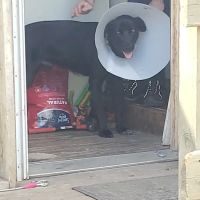 Brookings Animal Clinic ico