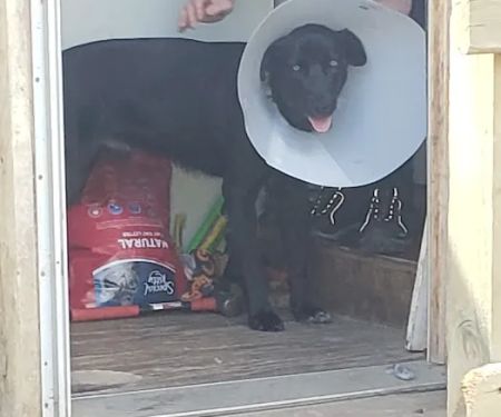 Brookings Animal Clinic