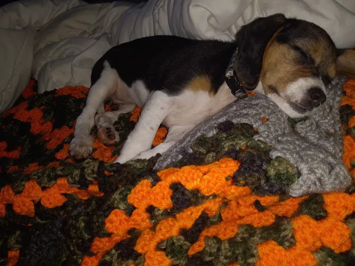 Brookings Animal Clinic Picture 5