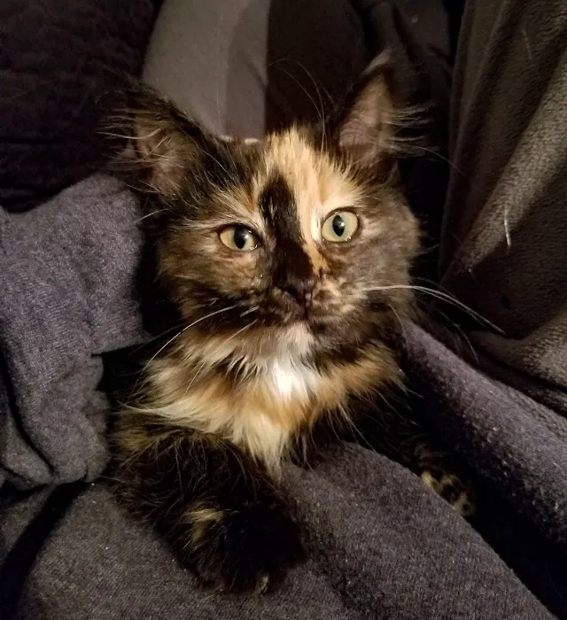 Brookings Animal Clinic Picture 3