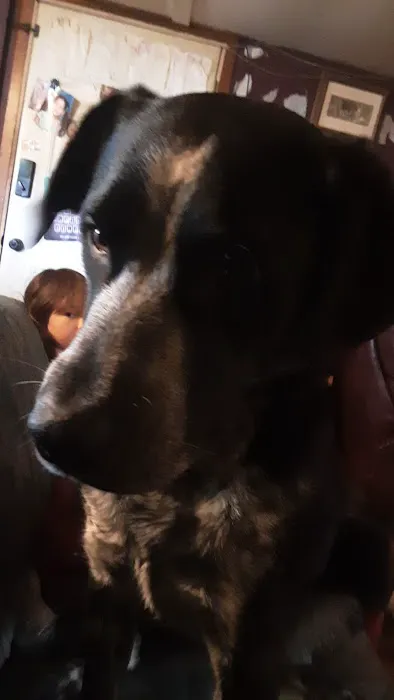 Brookings Animal Clinic Picture 2