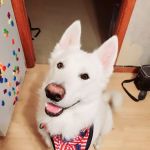 Town & Country Veterinary Clinic PC Tecumseh Branch