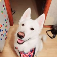 Town & Country Veterinary Clinic PC Tecumseh Branch ico