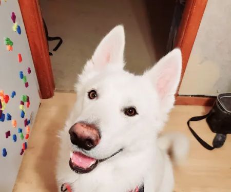 Town & Country Veterinary Clinic PC Tecumseh Branch